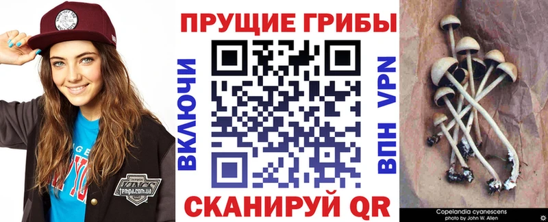мега зеркало  Волгоград  Псилоцибиновые грибы GOLDEN TEACHER 